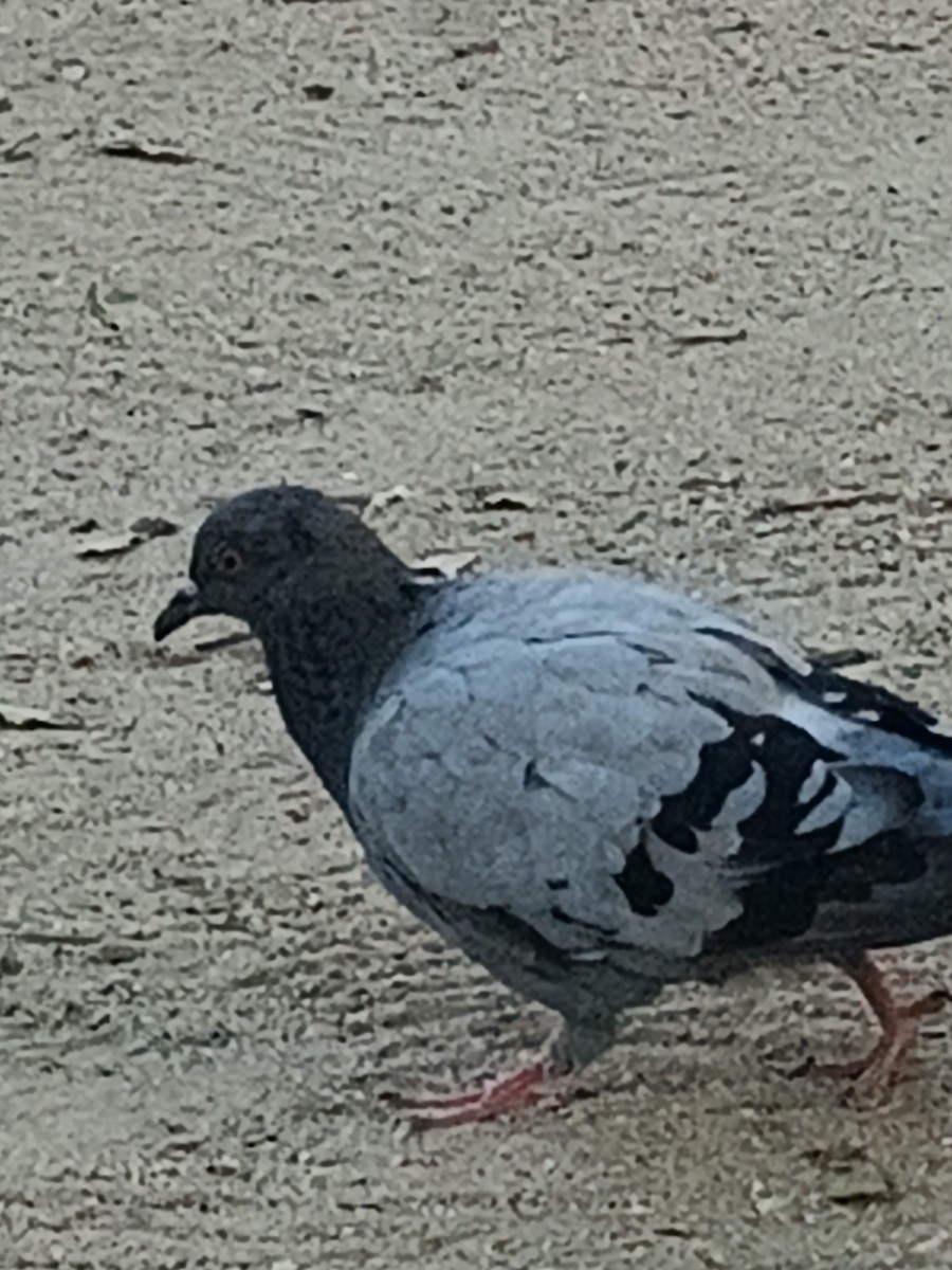 Rock Pigeon (Feral Pigeon) - ML607961141