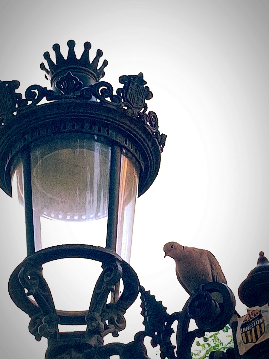 Eurasian Collared-Dove - ML607961241