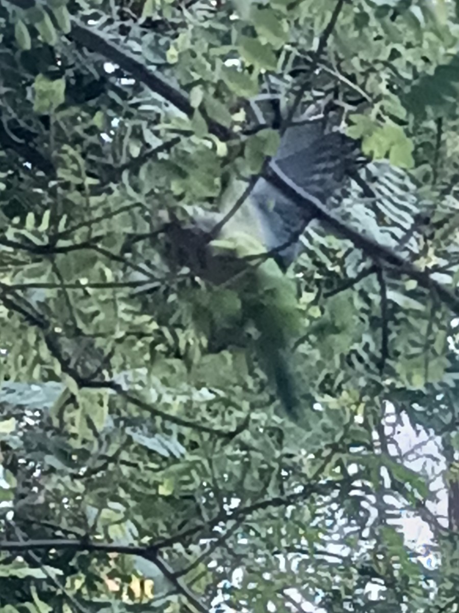 Monk Parakeet - ML607961341