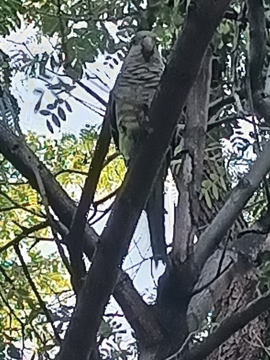 Monk Parakeet - ML607961351