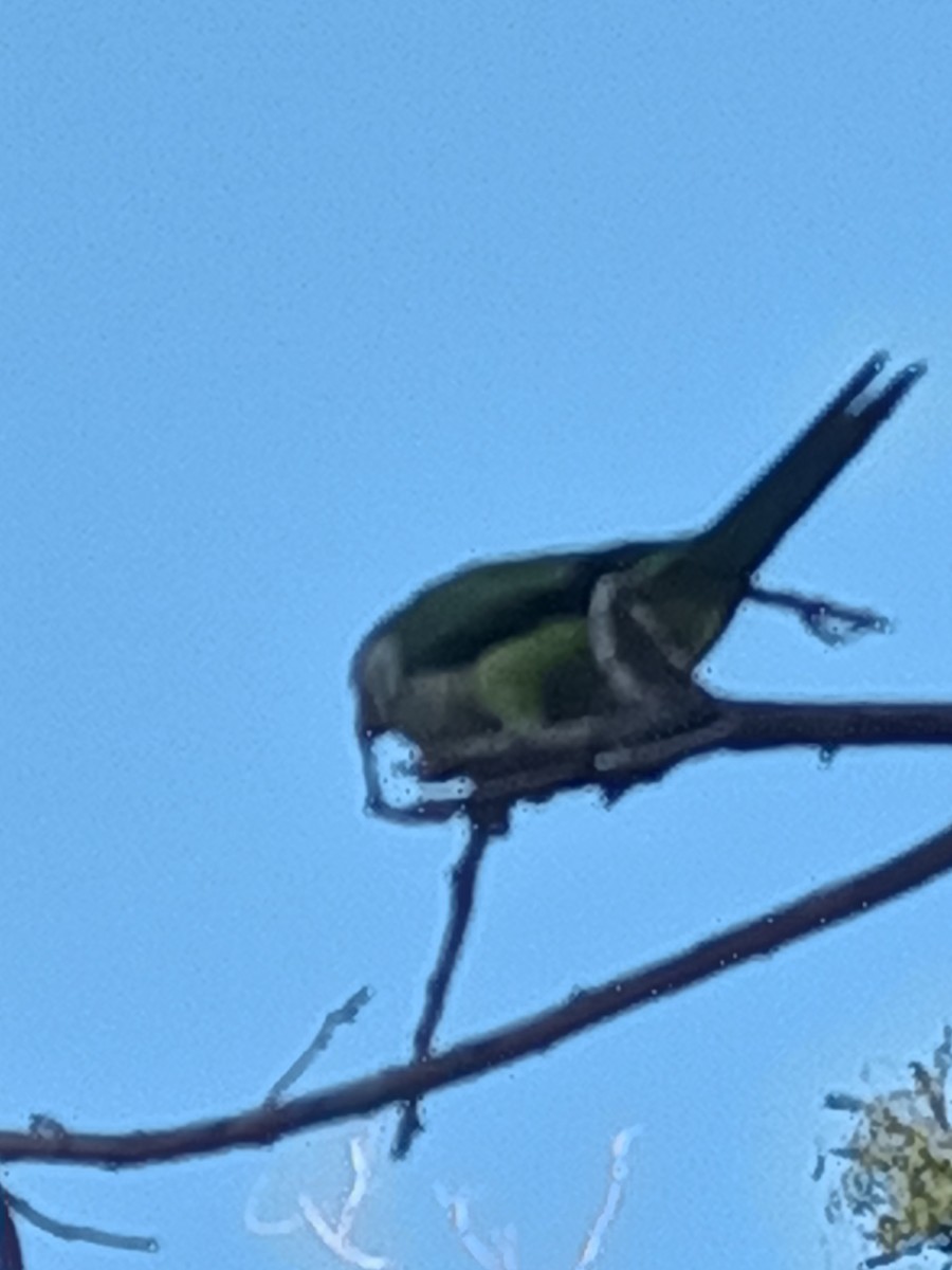 Monk Parakeet - ML607961381