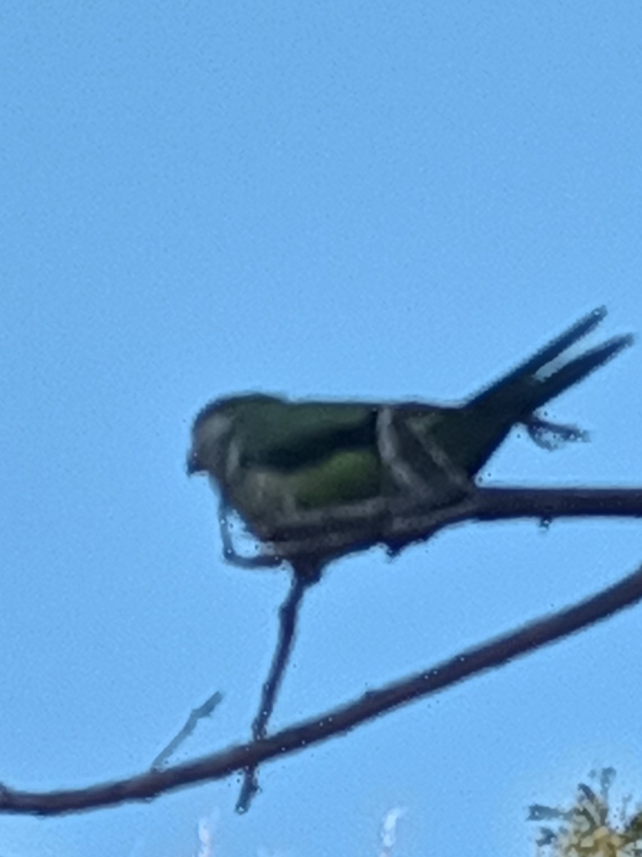 Monk Parakeet - ML607961391