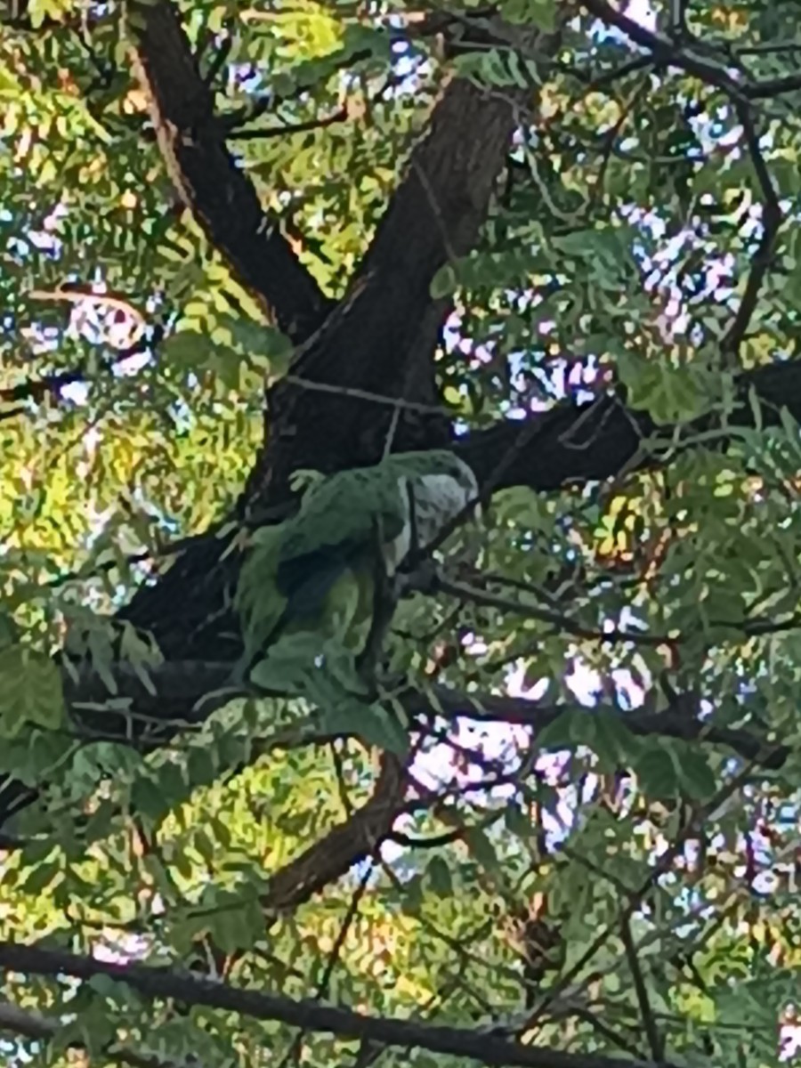 Monk Parakeet - ML607961401