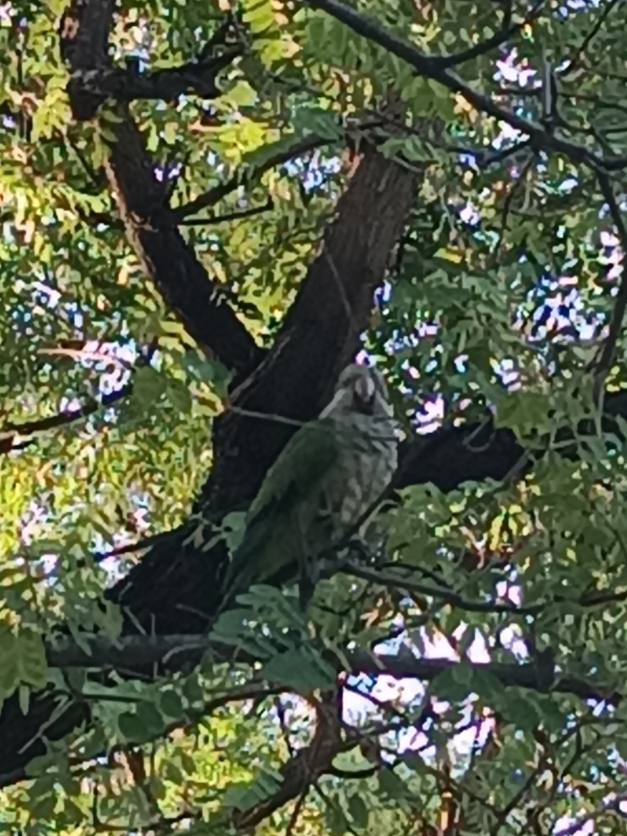 Monk Parakeet - ML607961411