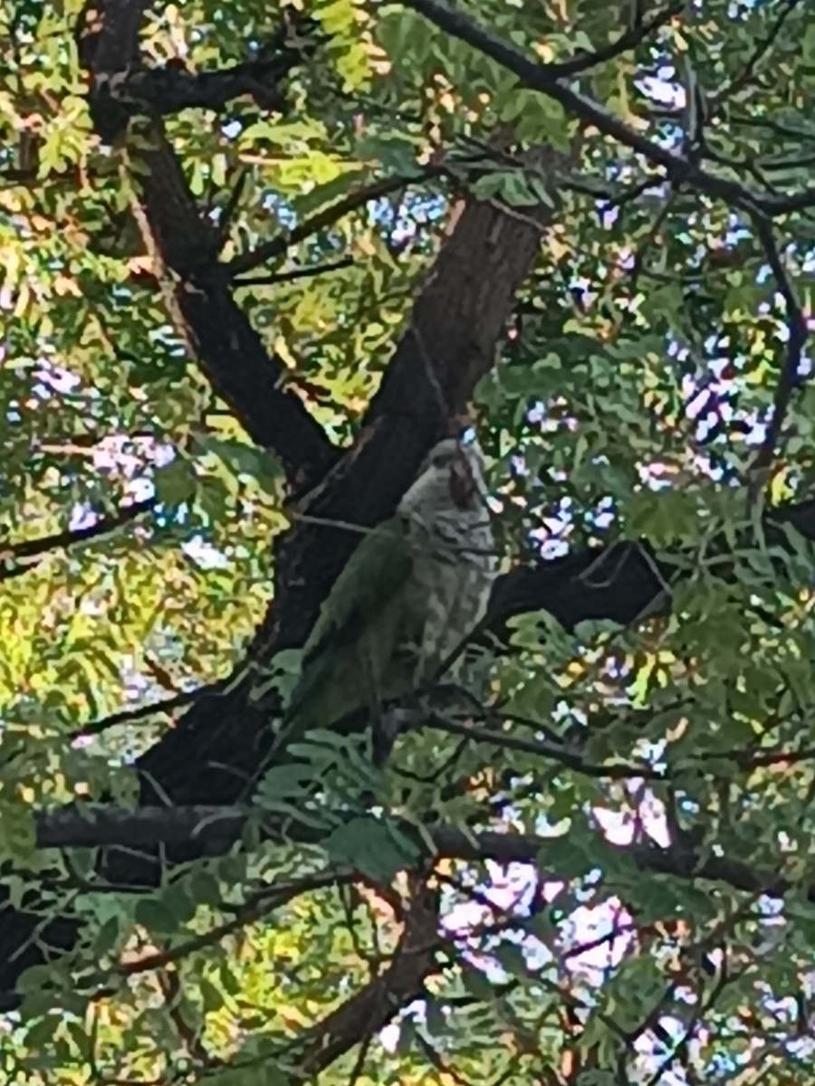 Monk Parakeet - ML607961421