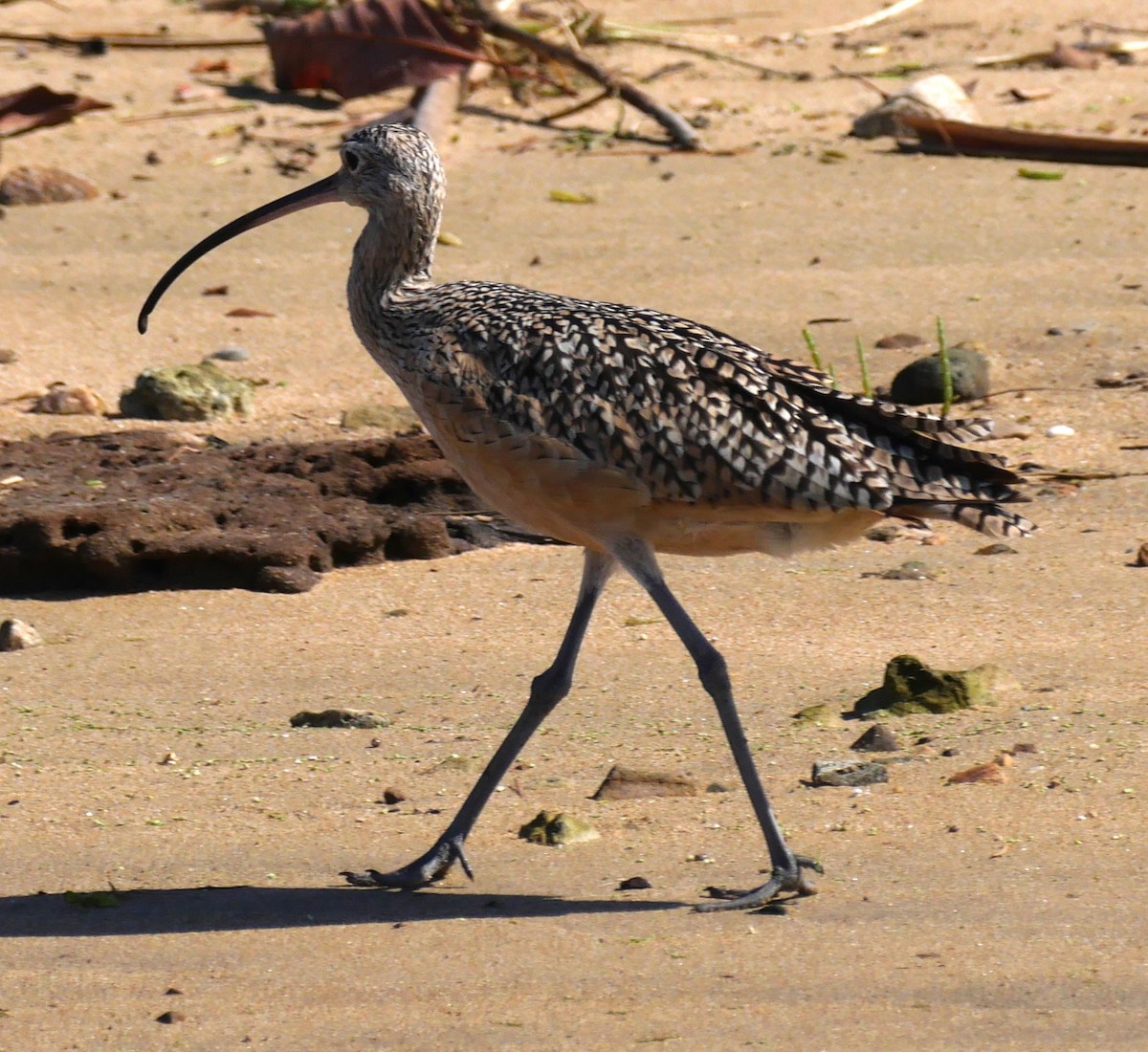 Long-billed Curlew - ML607963181