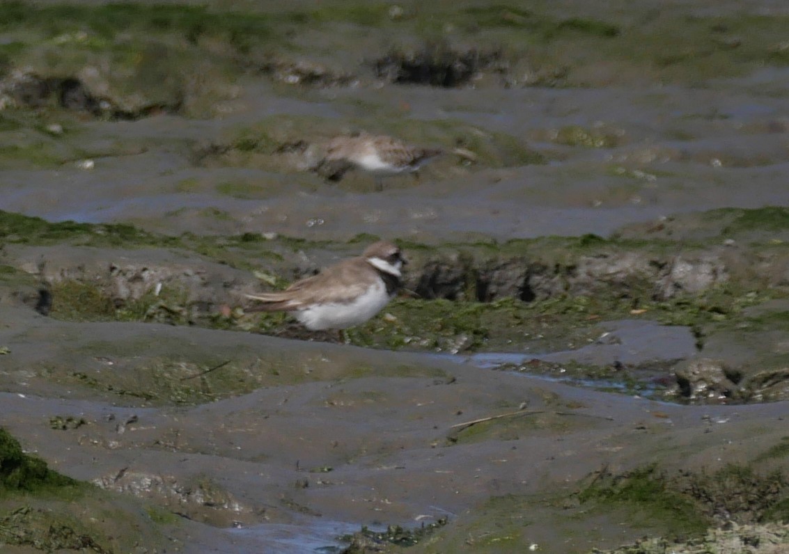 Semipalmated Plover - ML607963921