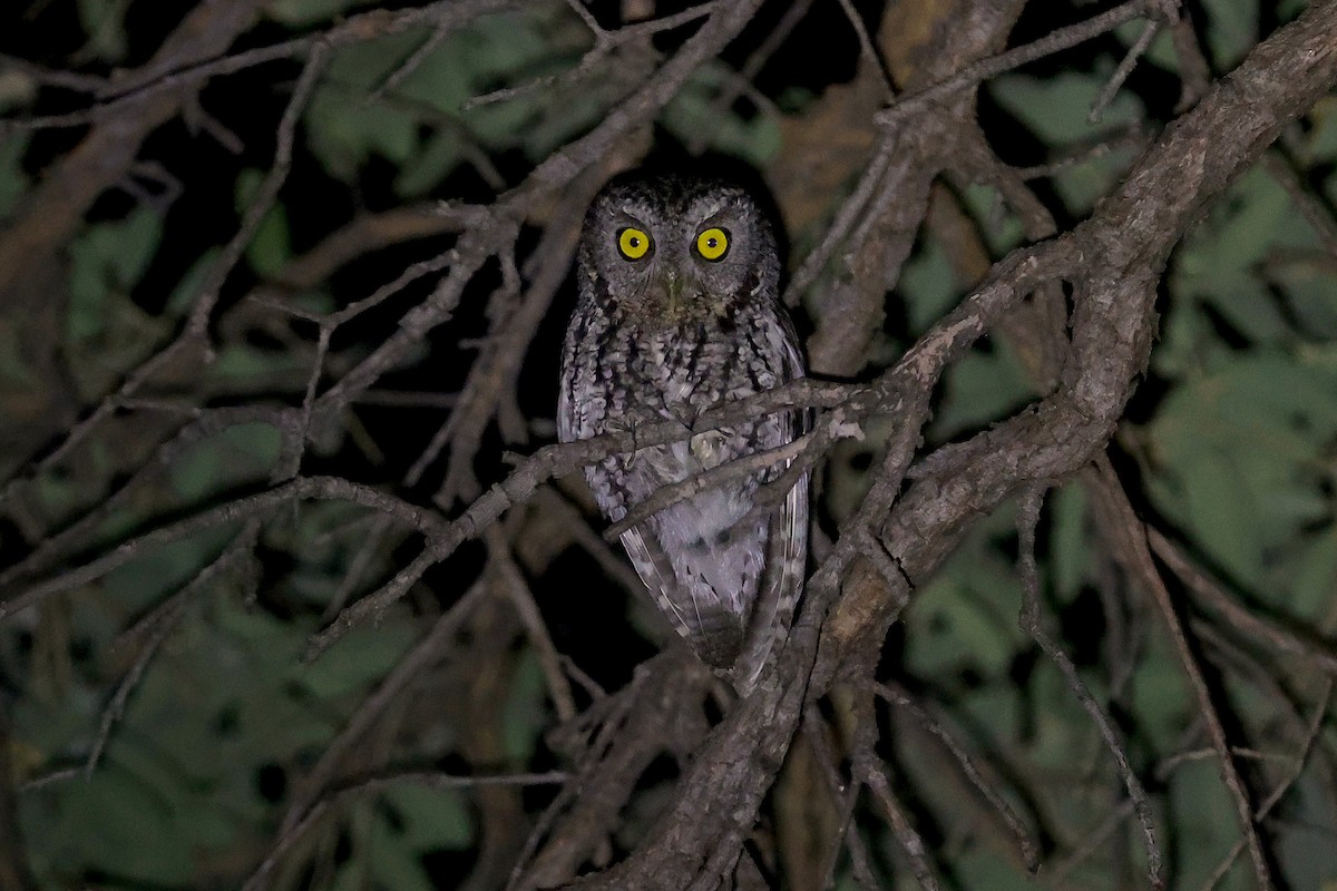 Whiskered Screech-Owl - ML607965141