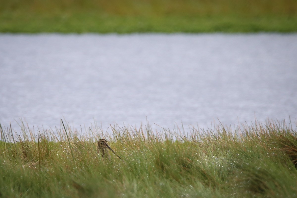 Noble Snipe - Chantelle du Plessis (Andes EcoTours)