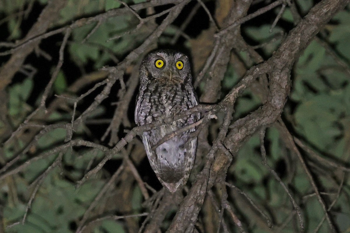 Whiskered Screech-Owl - ML607965441