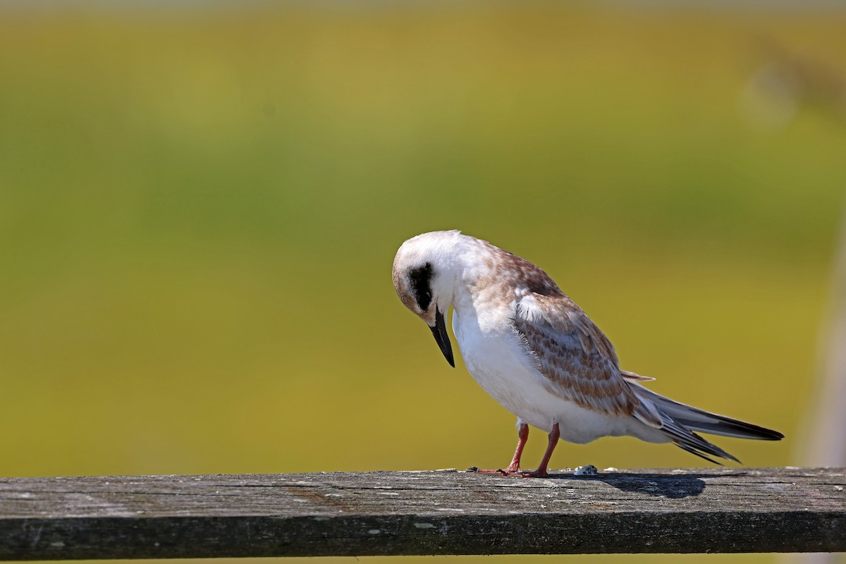 Forster's Tern - ML607965581