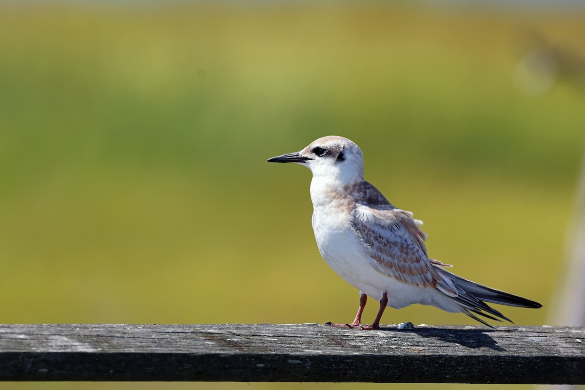 Forster's Tern - ML607965591