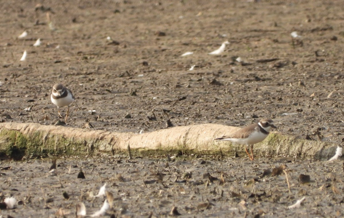 Semipalmated Plover - ML607965731