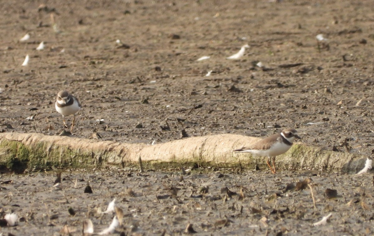 Semipalmated Plover - Walter Calhoun