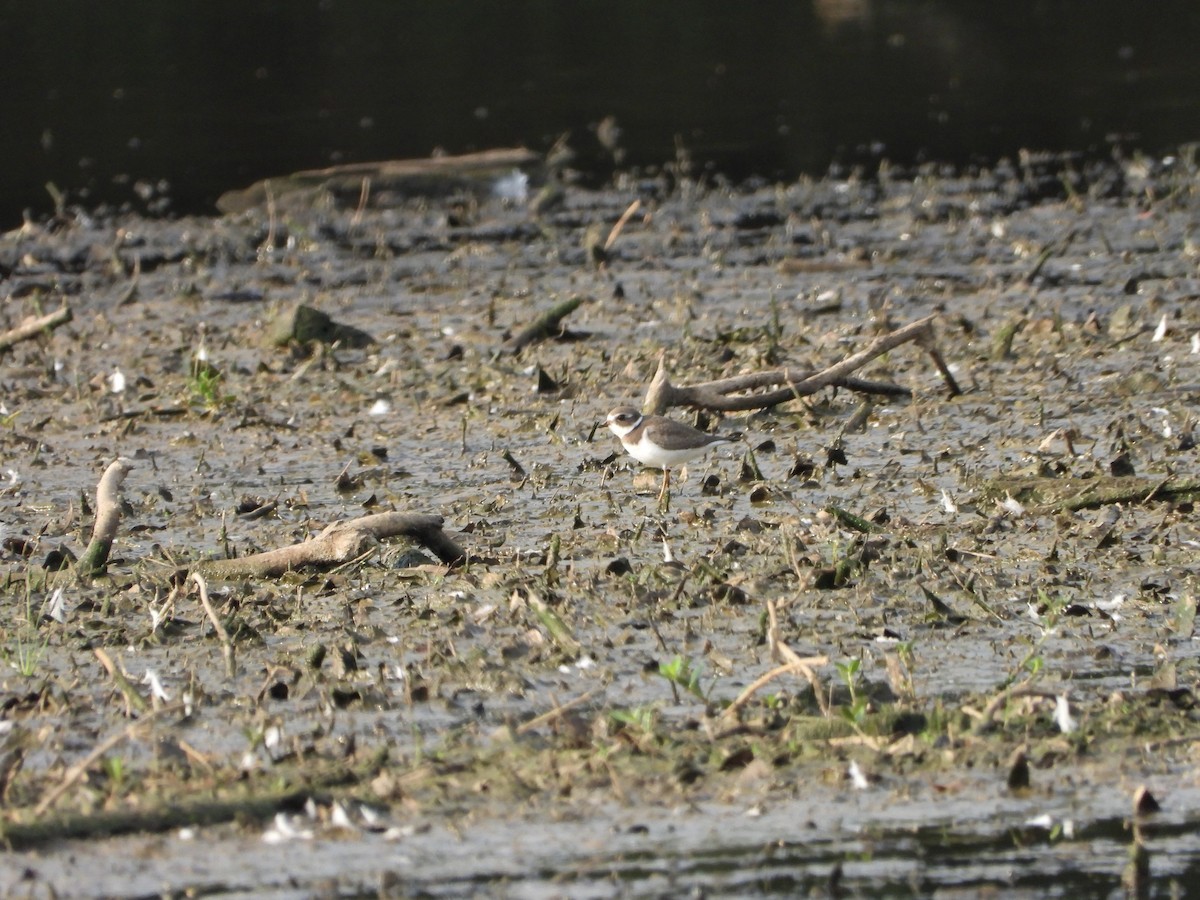 Semipalmated Plover - ML607965741