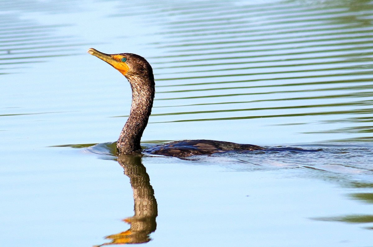 Double-crested Cormorant - ML607965801