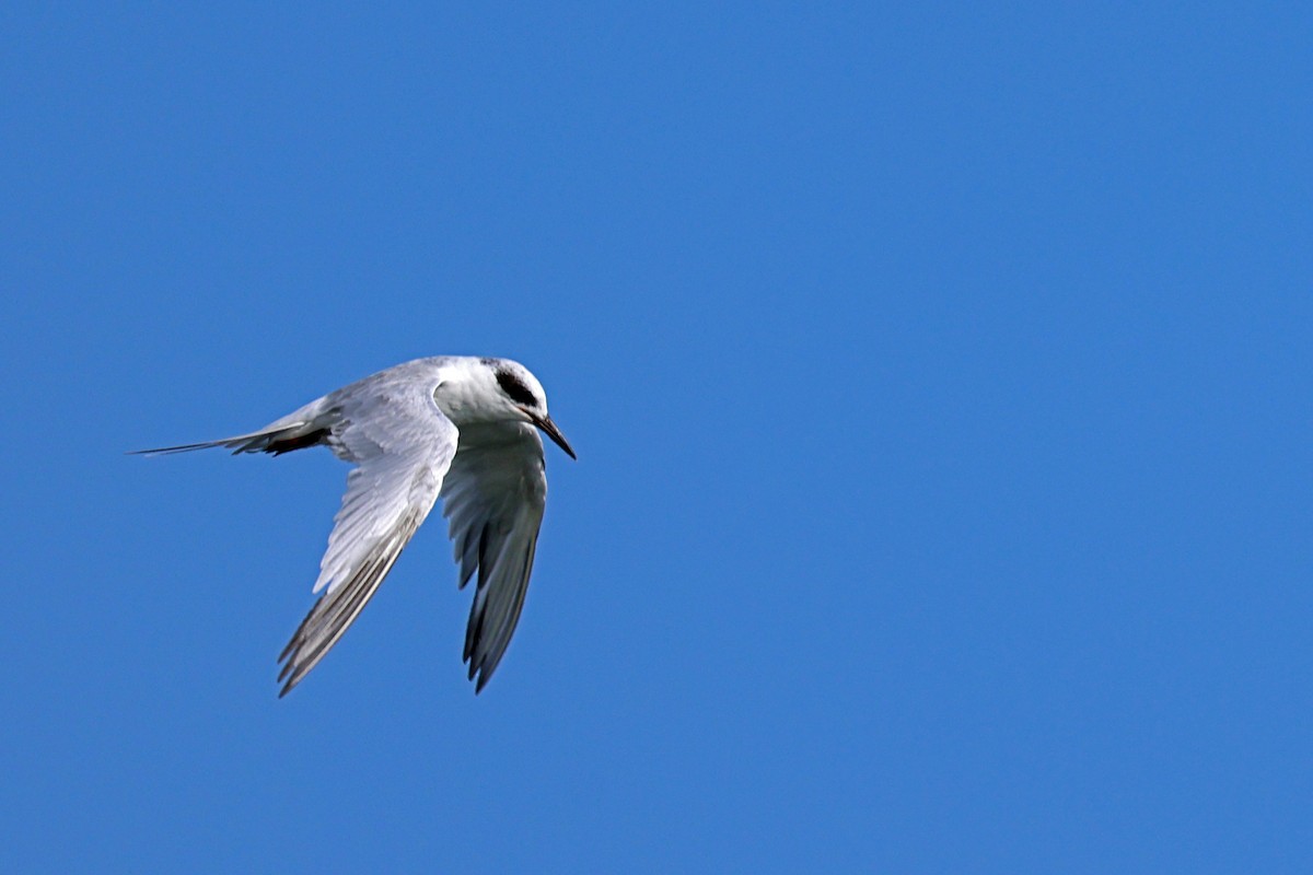 Forster's Tern - ML607966261