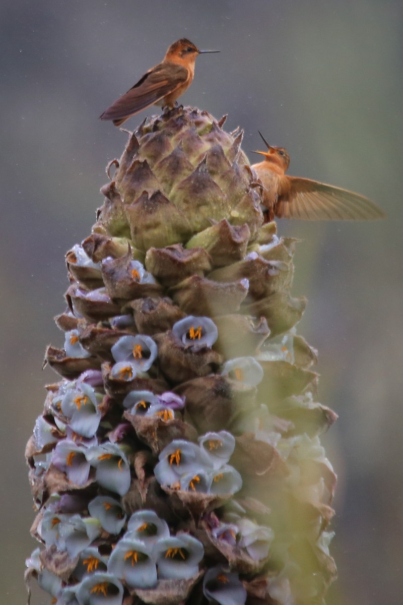 kolibřík duhovohřbetý - ML60796641