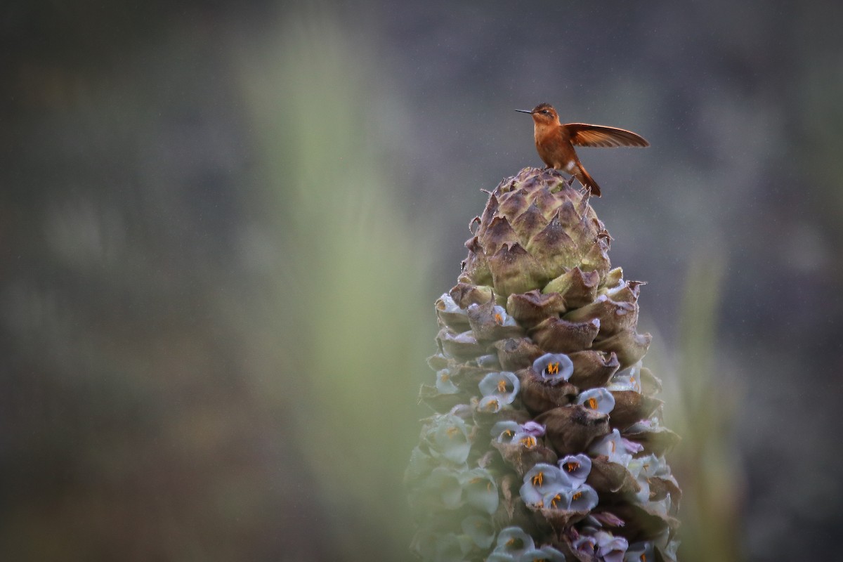 Shining Sunbeam - Chantelle du Plessis (Andes EcoTours)