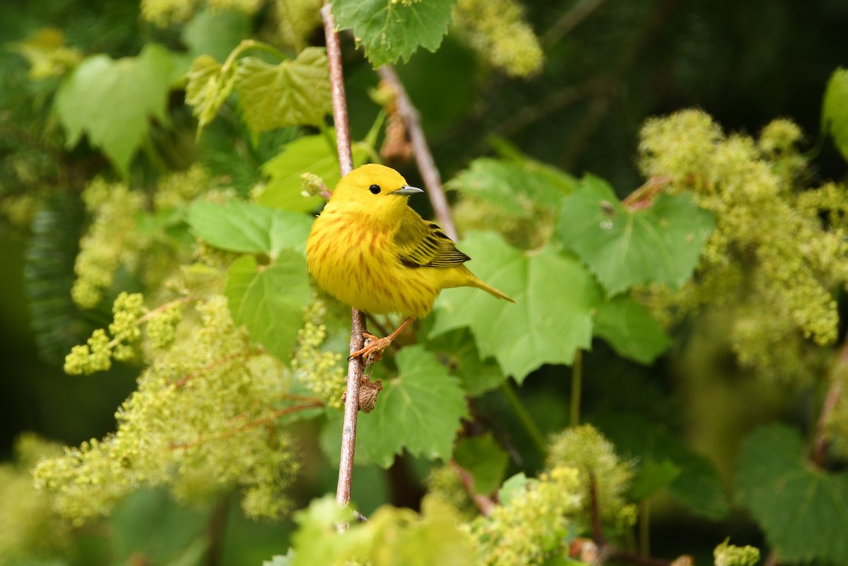 Yellow Warbler - ML607966851