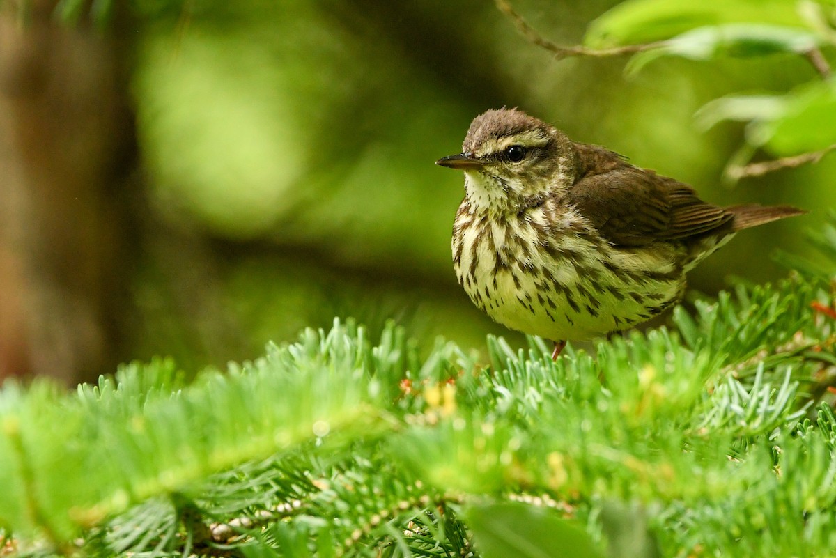 Northern Waterthrush - ML607966891