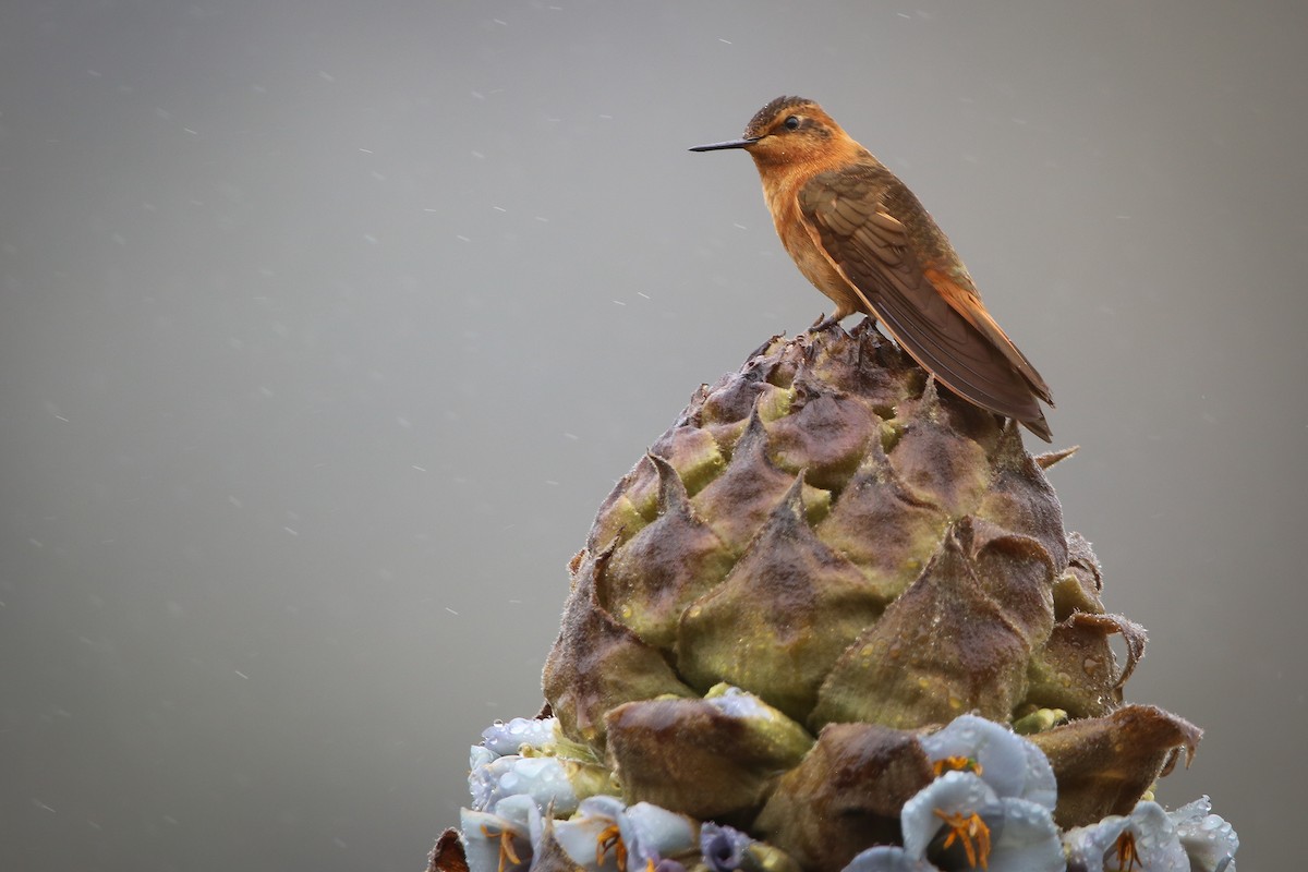 Colibri étincelant - ML60796691