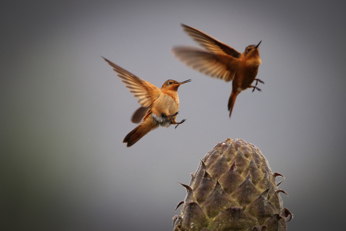 Colibri étincelant - ML60796711