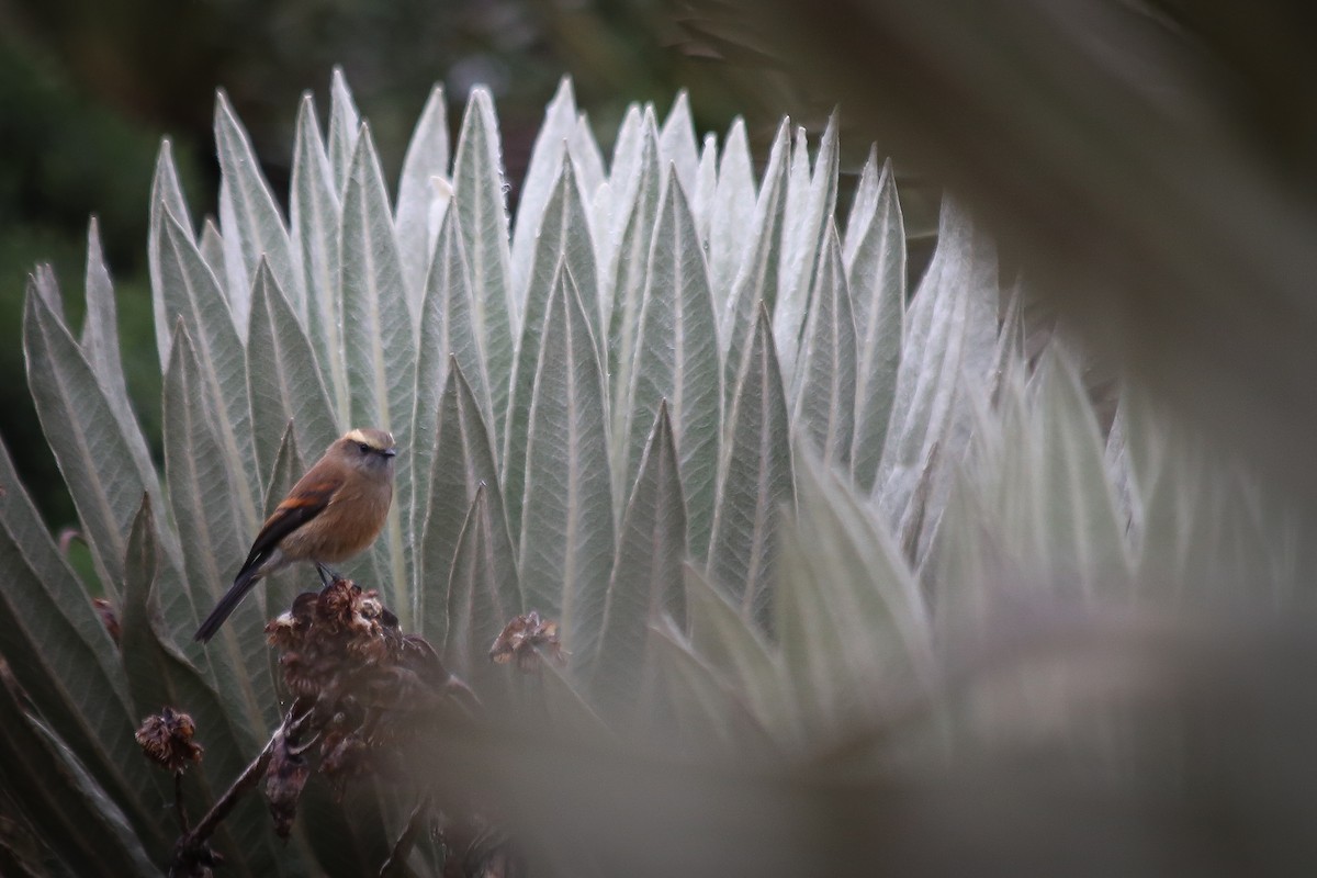 Brown-backed Chat-Tyrant - Chantelle du Plessis (Andes EcoTours)