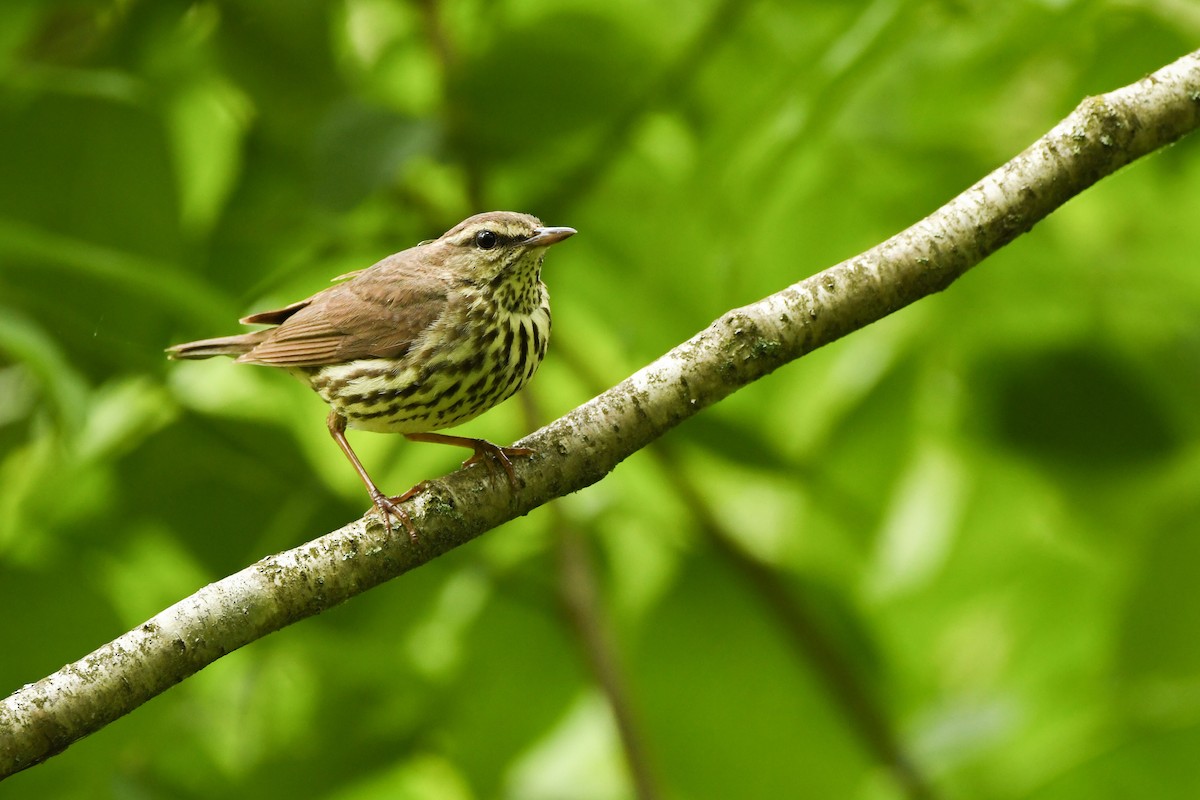 Northern Waterthrush - ML607967221