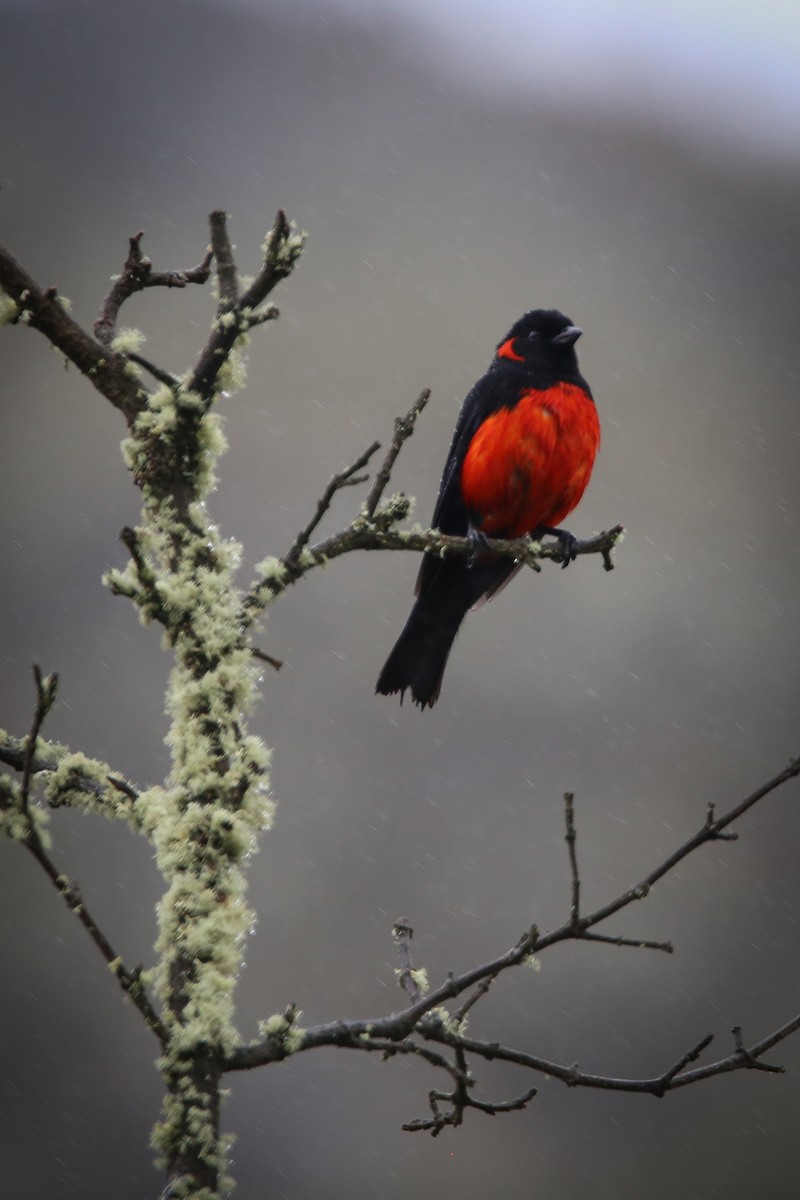 Scarlet-bellied Mountain Tanager - Chantelle du Plessis (Andes EcoTours)