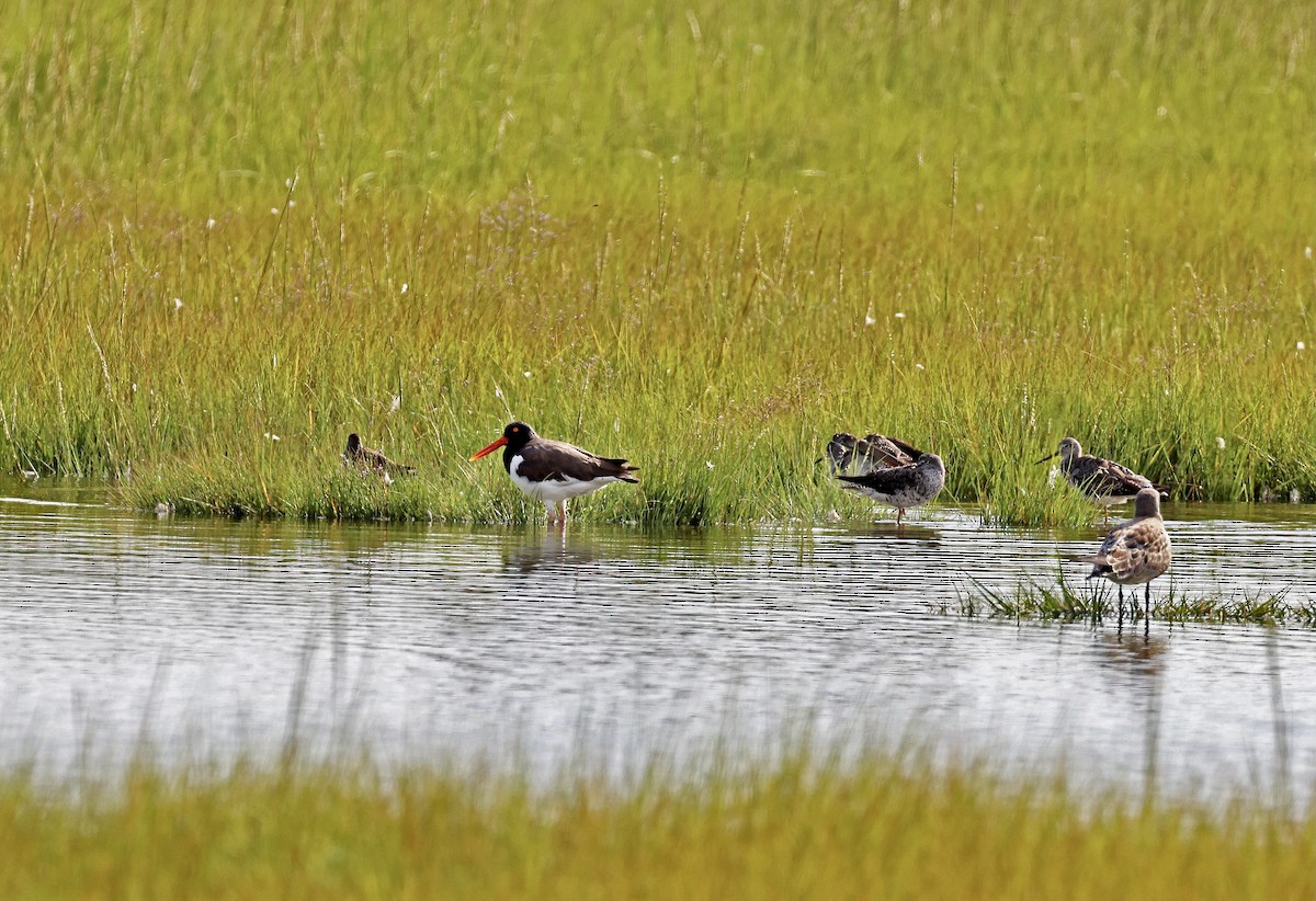 American Oystercatcher - ML607967571