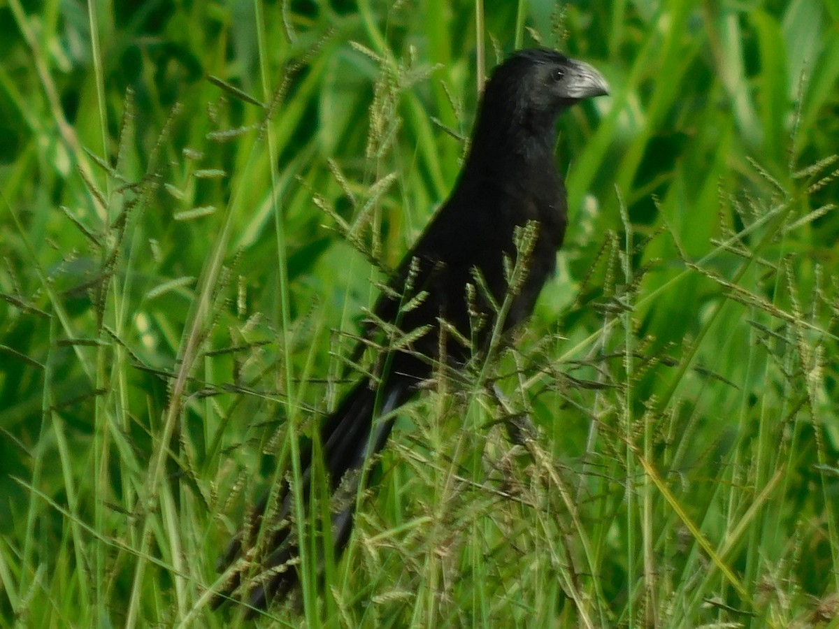 Groove-billed Ani - Cenaida Moncada