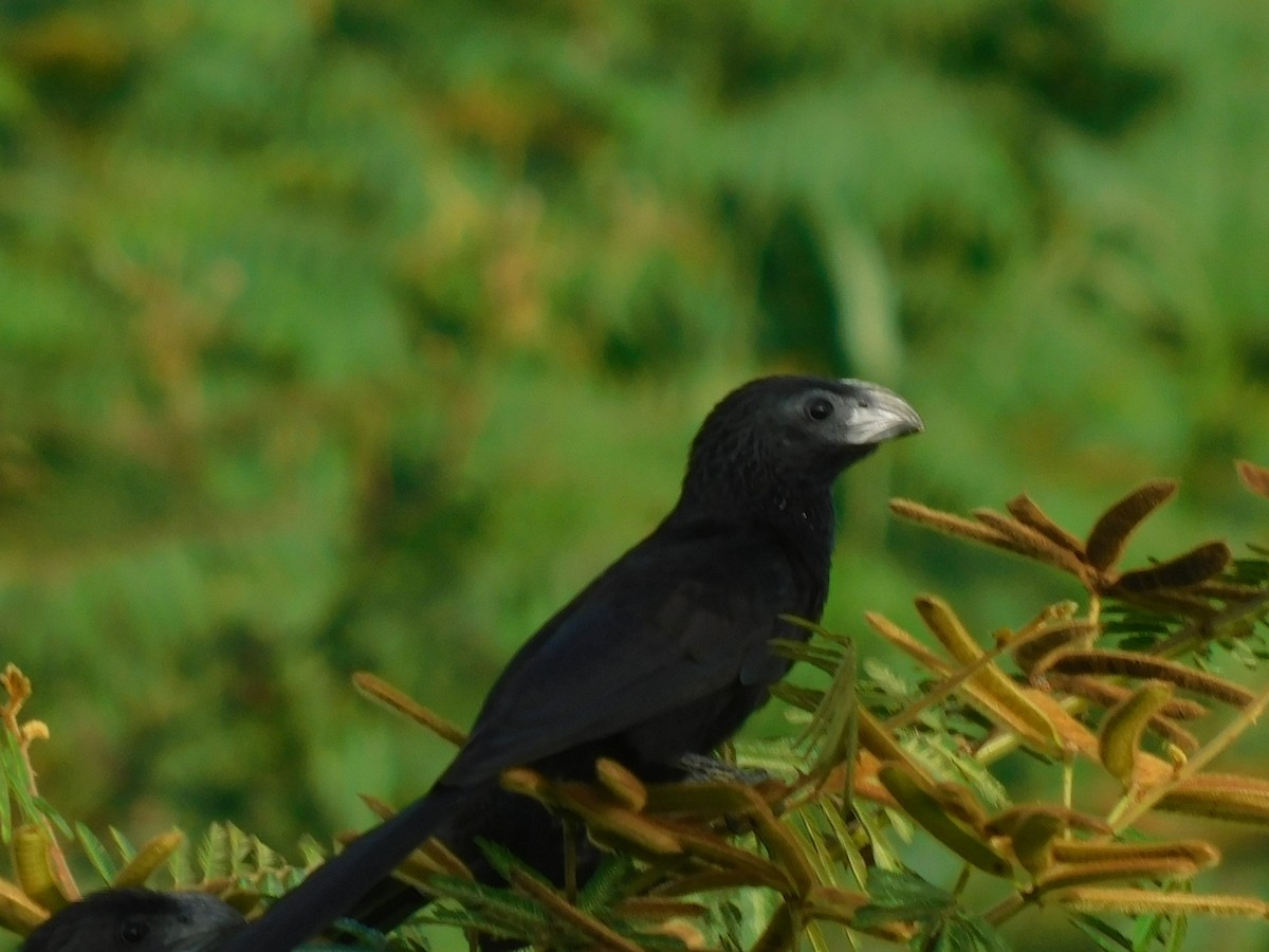 Groove-billed Ani - ML607967611