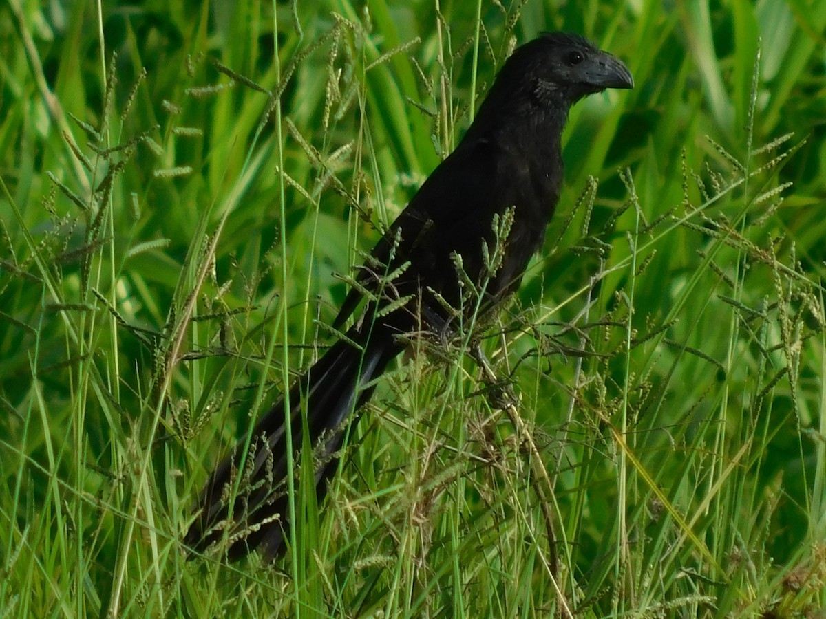 Groove-billed Ani - ML607967621