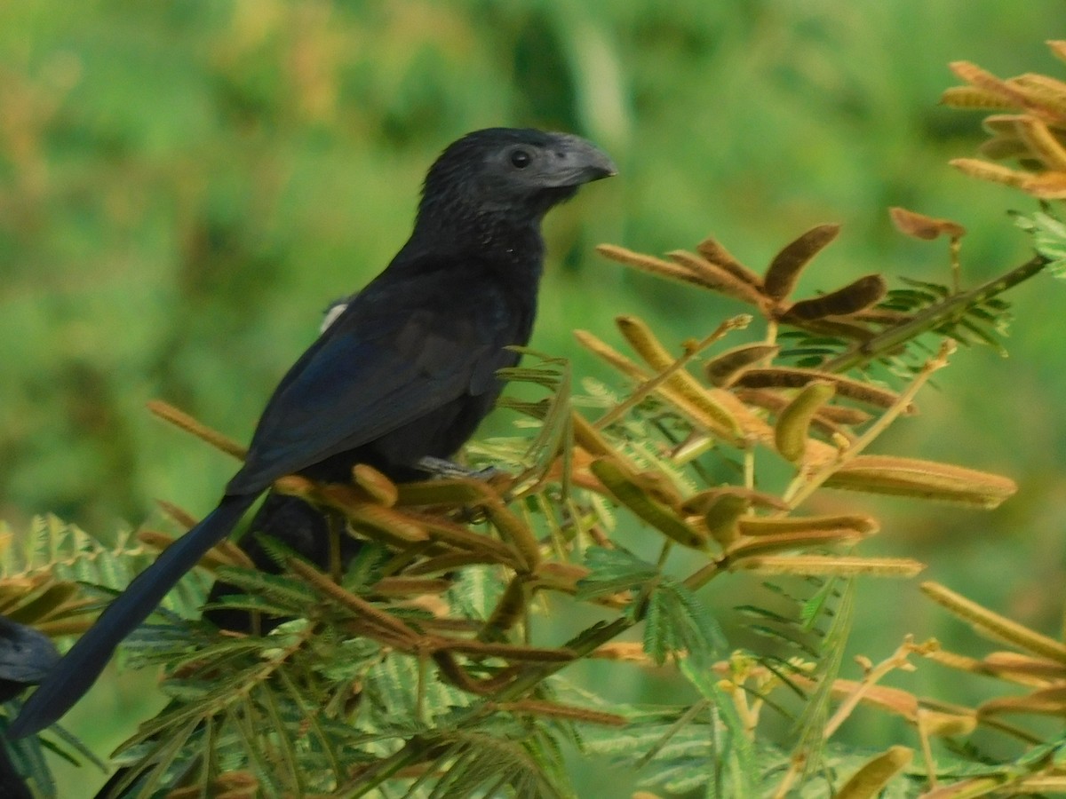 Groove-billed Ani - ML607967631