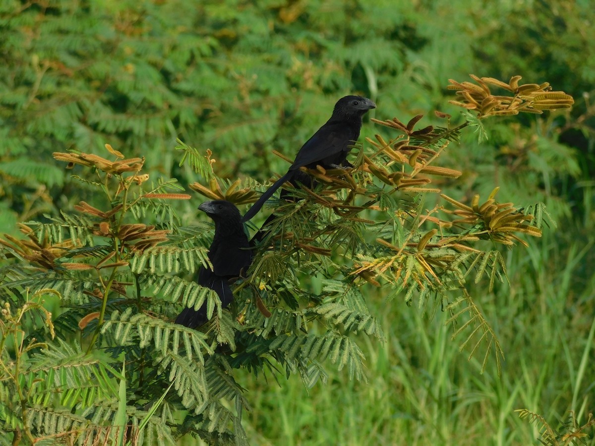 Groove-billed Ani - ML607967641