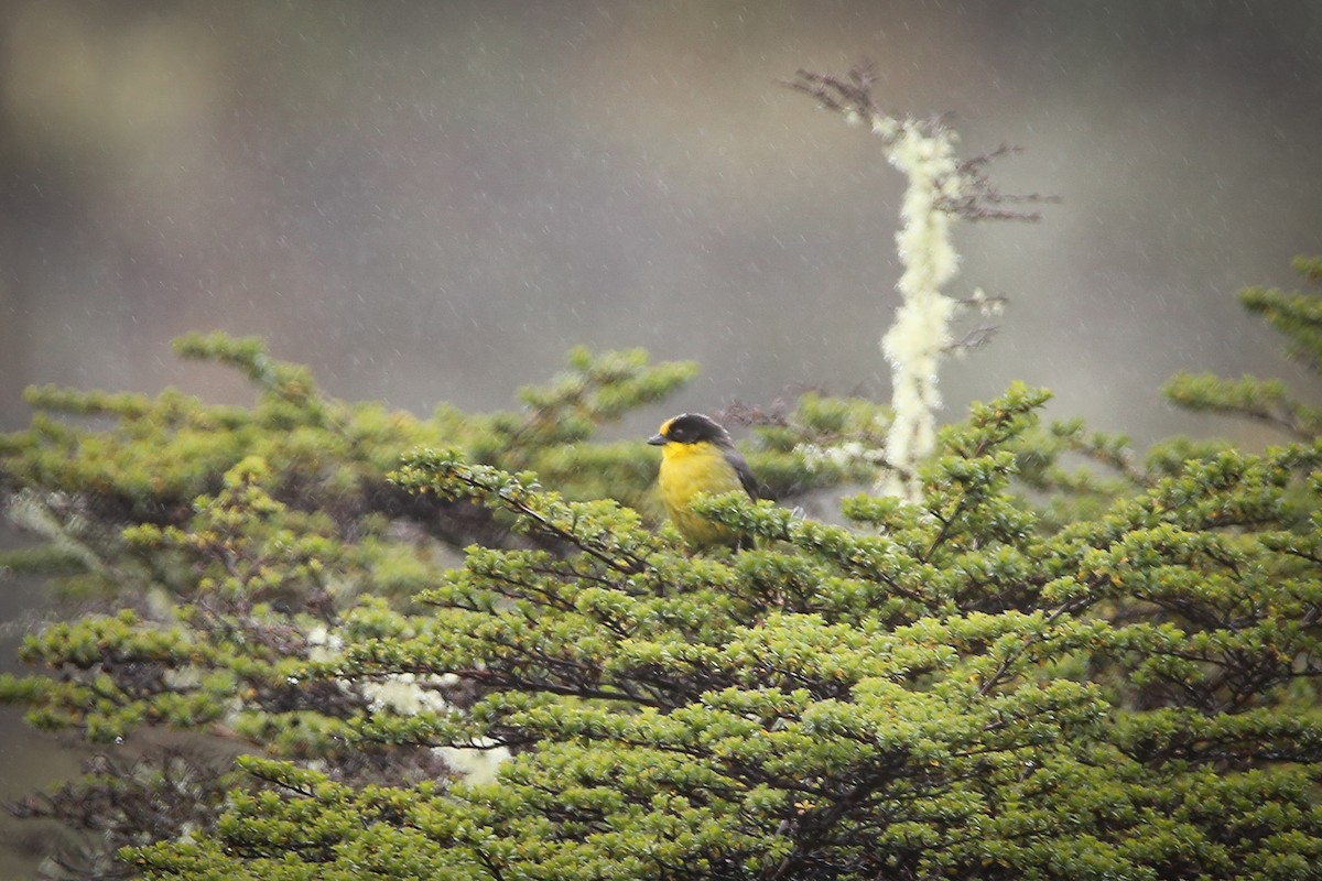 Pale-naped Brushfinch - Chantelle du Plessis (Andes EcoTours)