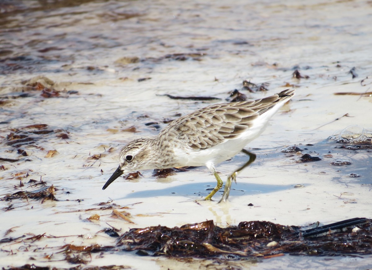 Least Sandpiper - ML607968541