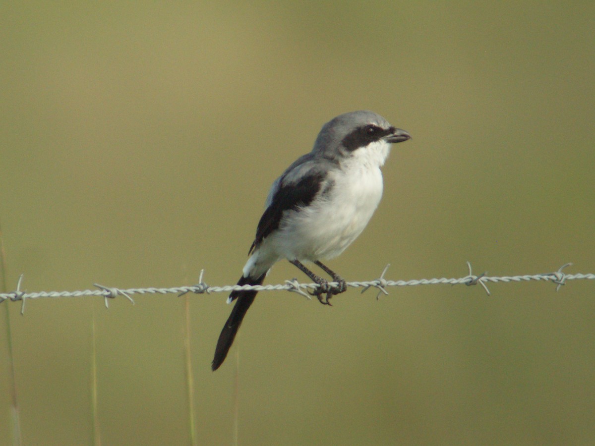 Pie-grièche migratrice - ML607968901