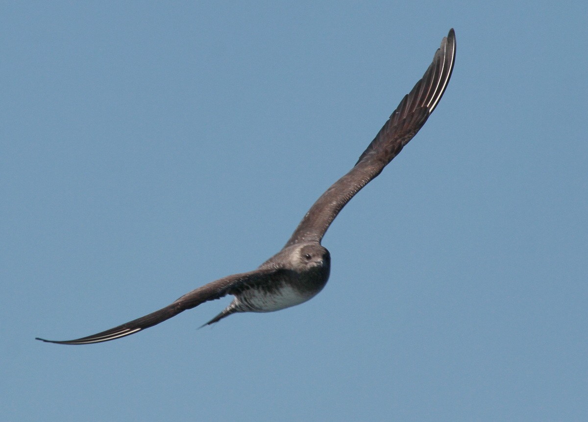 Long-tailed Jaeger - Tim Bray