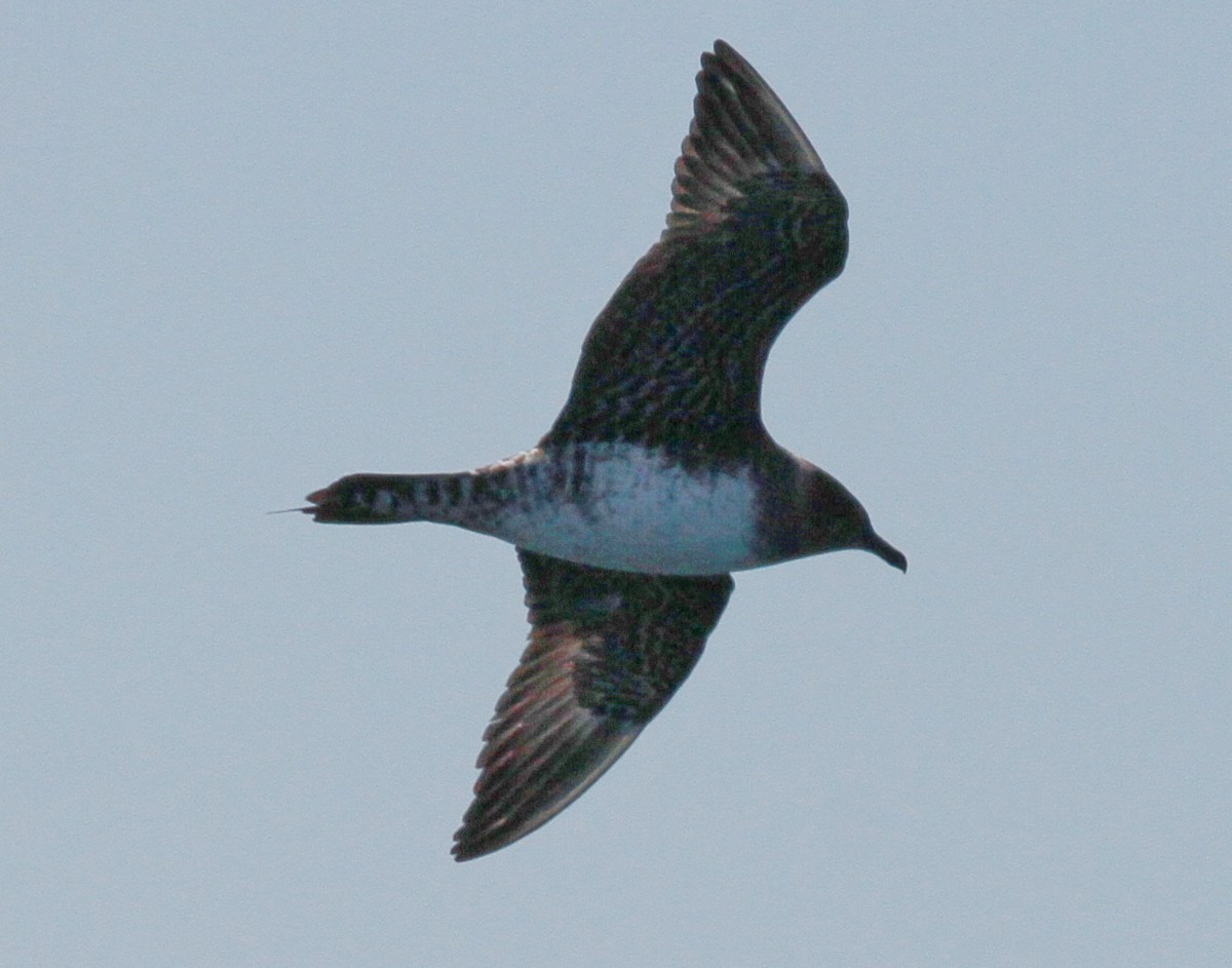 Long-tailed Jaeger - ML607969371