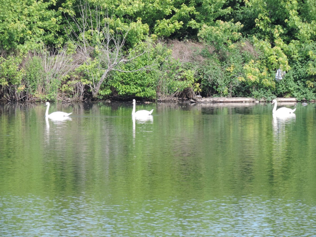 Mute Swan - Rich Brown