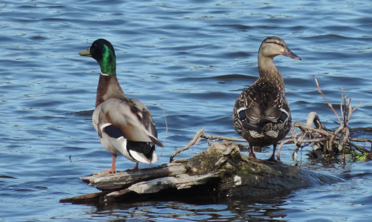 Mallard - ML60796981