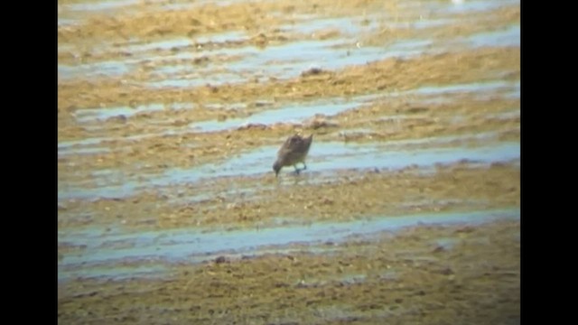 Short-billed/Long-billed Dowitcher - ML607970021