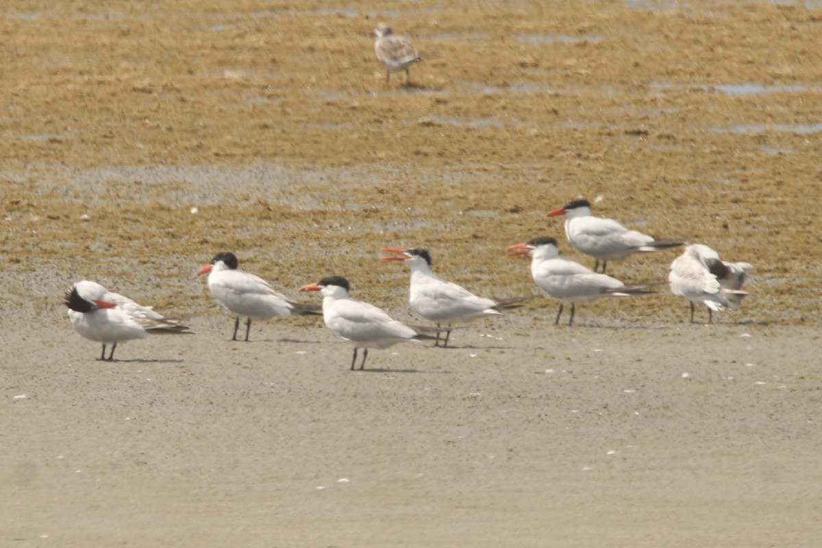 Caspian Tern - ML607970201