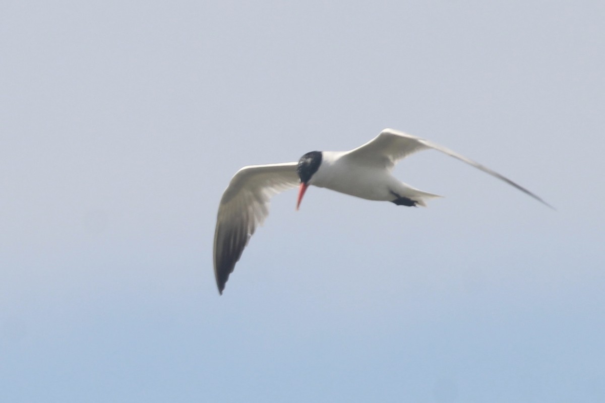 Caspian Tern - ML607970211