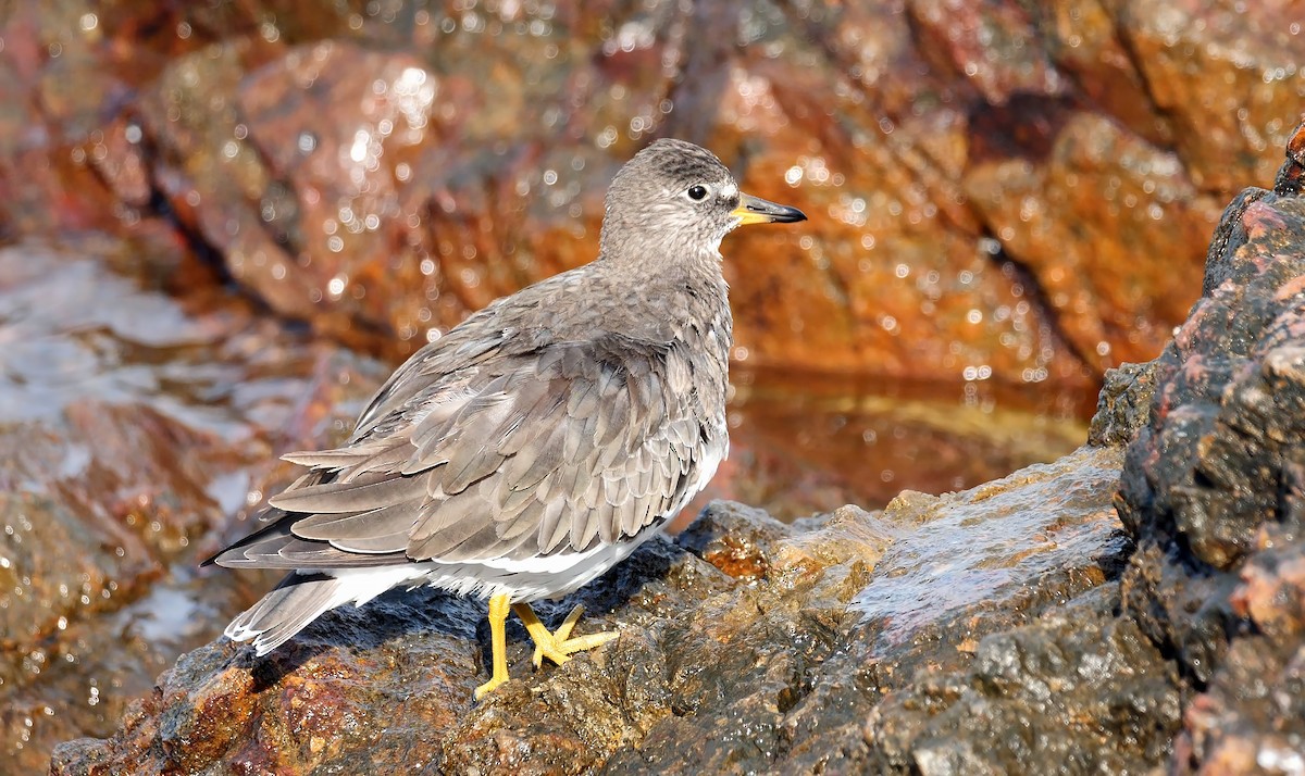 Surfbird - ML607970991