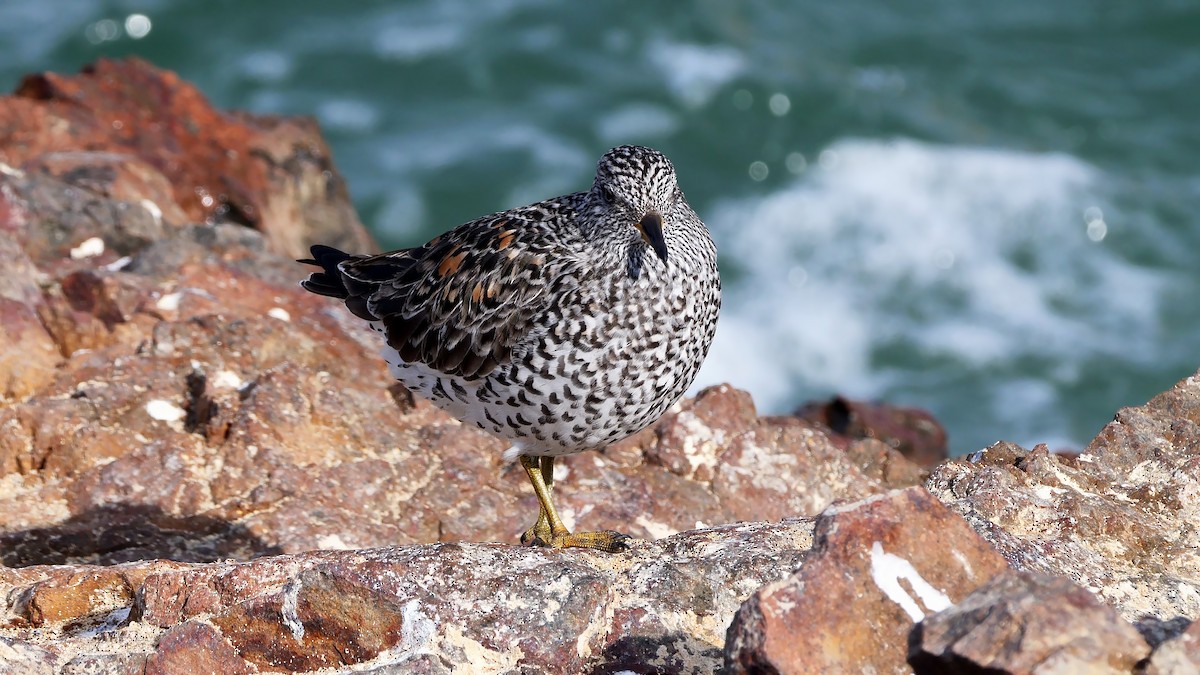 Surfbird - ML607971071