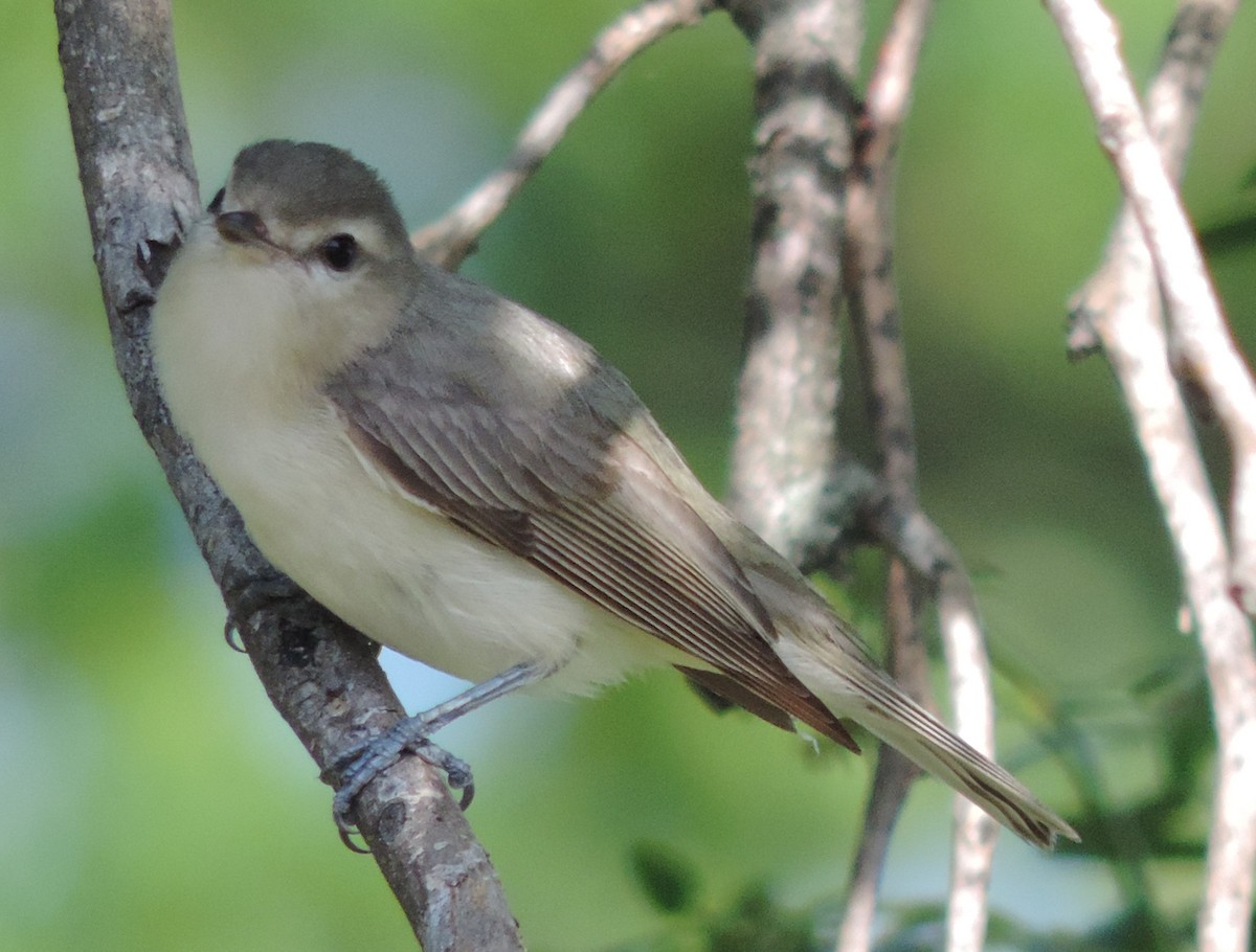 Warbling Vireo - ML60797121