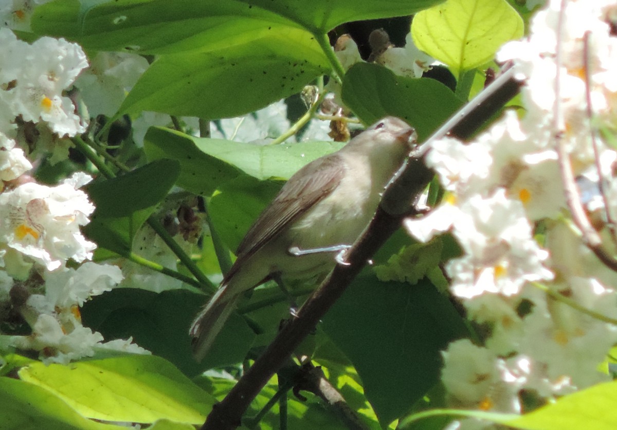 Warbling Vireo - ML60797141